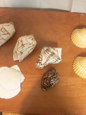 Mixed Seashell Lot – Cone Shells, Cowrie, Scallops, Murex – Coastal Décor (7 pcs